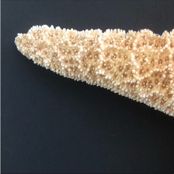 NWT Large 20x30” Black Canvas STARFISH COLLECTIBLE ART - Picture 5 of 7